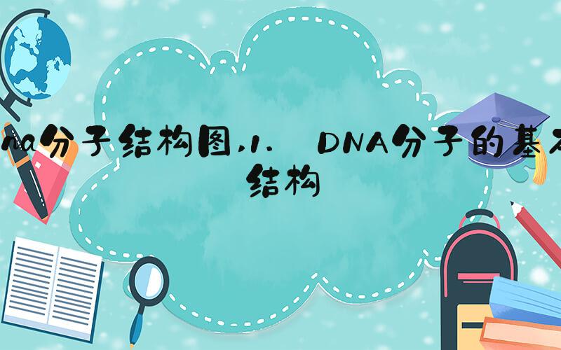 dna分子结构图 1. DNA分子的基本结构